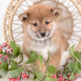 Marika ❤️ Red Girl - Red female Shiba Inu puppy in Neosho, Missouri from Sunny Terrace Shibas