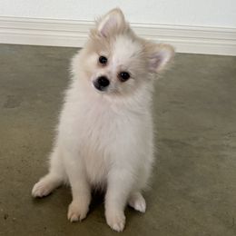 Pomeranians from Jennifer Sheppard