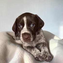 Lady - Liver roan female German Shorthaired Pointer puppy in Polk City, Florida from Yates’ GSP