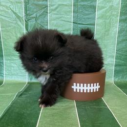 Callahan - Black parti male Pomeranian puppy in Edmond, Oklahoma from Okie Poms