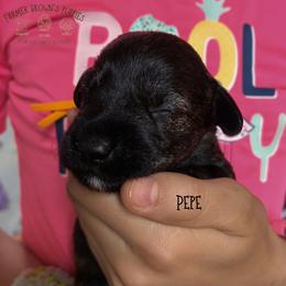 Pepe - Black male Schnoodle puppy in Sedalia, Missouri from Farmer Brown's Puppies