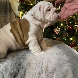Bulldog Puppies from Semper Fi Bulldogs