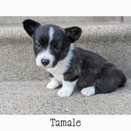 Tamale - Brindle and white female Cardigan Welsh Corgi puppy in Garrett, Indiana from Chloe's Colorful Corgis