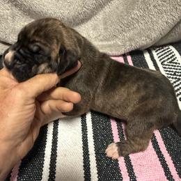 Boy 3 - Brindle male Great Dane puppy in Indianola, Iowa from Bull West Kennels