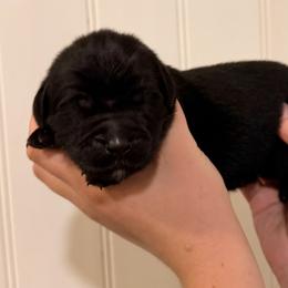 Billie Eilish - Black female Newfoundland puppy in Tully, New York from Bear Paw Newfoundlands