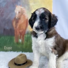Aussiedoodle and Australian Shepherd Puppies from Dunroamin Farms Australian Shepherds and Aussiedoodles