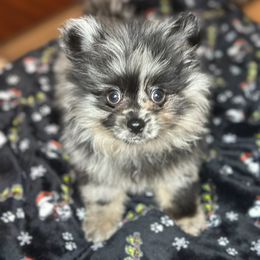 Pomeranian Puppies from Precious Paws by Jai