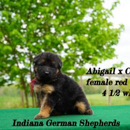 Red collar long coat - Black and red German Shepherd puppy in Chrisney, Indiana from Indiana German Shepherds