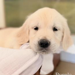 Golden Retriever and Poodle Puppies from Clementi Pearl Golden and Poodle