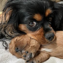 Cavalier King Charles Spaniels from Rocky Bar Cavaliers