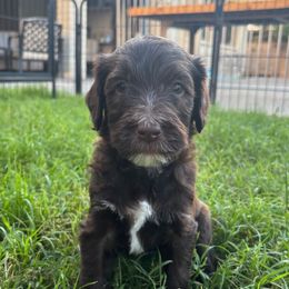 Jerome - Brown and white male Bernedoodle puppy in Phoenix, Arizona from Grandview Bernedoodles
