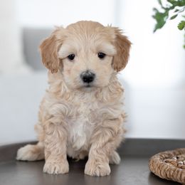 Maltipoo, Shichon, and Shihpoo Puppies from Timbercreek Puppies