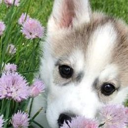Siberian Husky Puppies from Light Foot Kennel