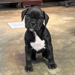 Ripley - Brindle female Boxer puppy in Taft, Tennessee from Hillbillie Boxers