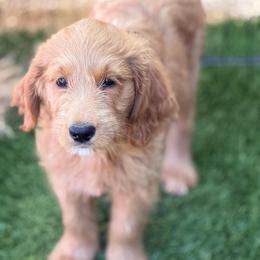 Prada - Apricot female Goldendoodle puppy in Las Vegas, Nevada from Puppies of the West