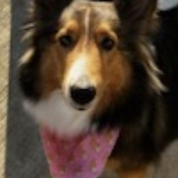 Shetland Sheepdogs from Shrock’s Shelties