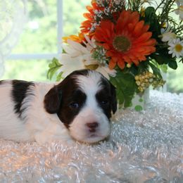 Australian Labradoodle Puppies from Windsor Creek Labradoodles