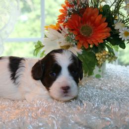 Australian Labradoodle Puppies from Windsor Creek Labradoodles