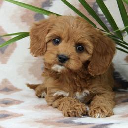 Bernedoodle and Cavapoo Puppies from Lawler’s Legacy Litters