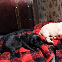 Boots - Black male Labrador Retriever puppy in Camden, Indiana from Camden's Caring Canines