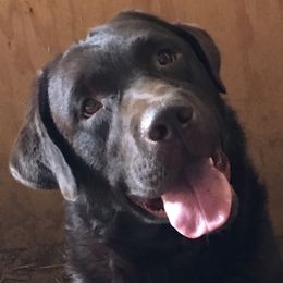 Hank - Labrador Retriever
