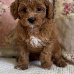 Dianna - Red  female Goldendoodle puppy in Beckley, West Virginia from By Design Doodles