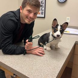 Pembroke Welsh Corgi Puppies from Loves Classic Corgis