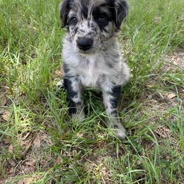 Spot - Blue merle Australian Shepherd puppy in Rusk, Texas from H3 Aussies
