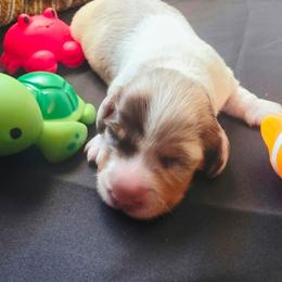 Ghost - Dapple male Dachshund puppy in Buckeye, Arizona from Duran Dachshunds