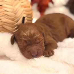 Pumpkin - Red  female Goldendoodle puppy in Washington, Utah from Elsie Lane Doodles