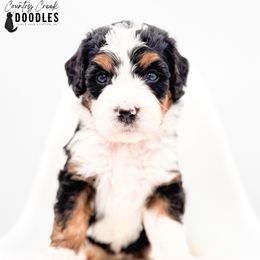 Rachel - Tri-color female Bernedoodle puppy in Tipton, Indiana from Country Creek Doodles