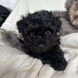 Blue Girl - Black female Pumi puppy in Fife Lake, Michigan from Nixie Kennels