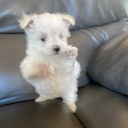 Maltese Puppies from Patti Trent