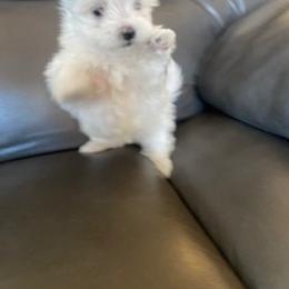 Maltese Puppies from Patti Trent