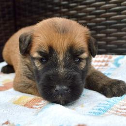 Cedar - Wheaten male Soft Coated Wheaten Terrier puppy in Kirksville, Missouri from Ironwood Ridge Kennels