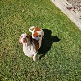 Rhonda - Dachshund