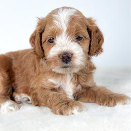 Huck - Red and white male Cockapoo puppy in Pledger, Texas from Sugarbear Cockapoos