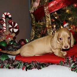 Churro - Red male Dachshund puppy in Seagoville, Texas from Doxi Delights AKC & CKC Dachshunds