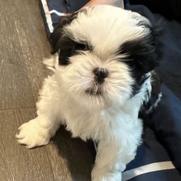 Shih Tzus from Shih Tzu Pups