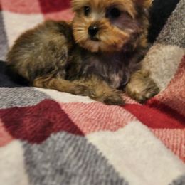Yorkshire Terrier Puppies from Monique Davila