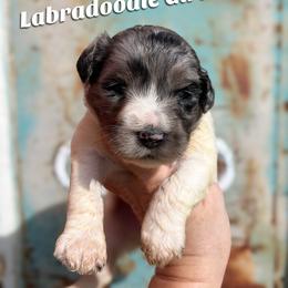 Luna - Merle female Labradoodle puppy in Grove, Oklahoma from Guinn Family Farms