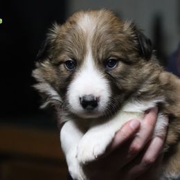 Meanie - Sable male Border Collie puppy in Richmond, Maine from Lil Maine Border Collies