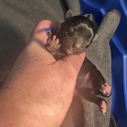 Brody - Black male Miniature Schnauzer puppy in Newark, Ohio from Tuckered Out Schnauzers