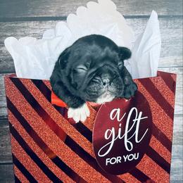 Spicy Pickle - Brindle male French Bulldog puppy in Tampa Bay, Florida from Woodpecker Ridge Pups