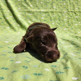 Sage - Liver female German Shepherd puppy in Los Lunas, New Mexico from Mali's German Shepherds LLC