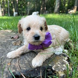 Violet - Apricot female Schnoodle puppy in Fredericksburg, Virginia from Growing Puppies