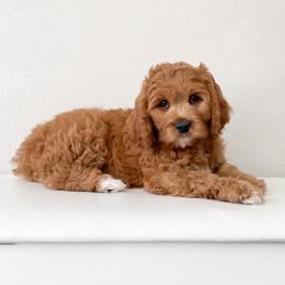 Cavapoo Puppies from Wonderful World Doodles