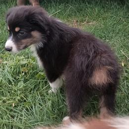 Cass - Black tri-color female Australian Shepherd puppy in Ontario, Oregon from Eagle Valley Australian Shepherds