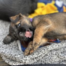Border Terrier and Jack Russell Terrier Puppies from Cedar Run Border terriers