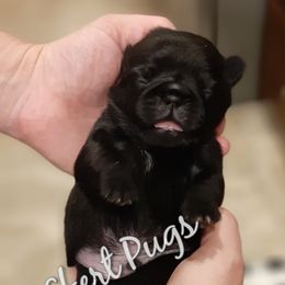 Golden Retriever and Pug Puppies from Ebert Pugs